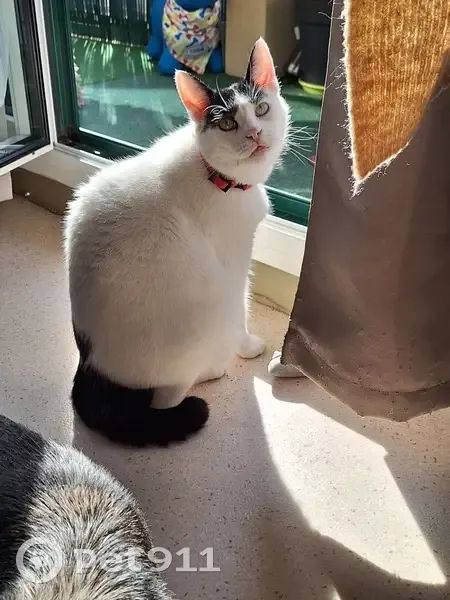 Chat noir et blanc perdu à Vitré - photo