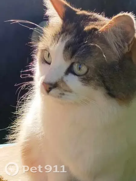 Chatte européenne sans queue perdue à Nantes - photo