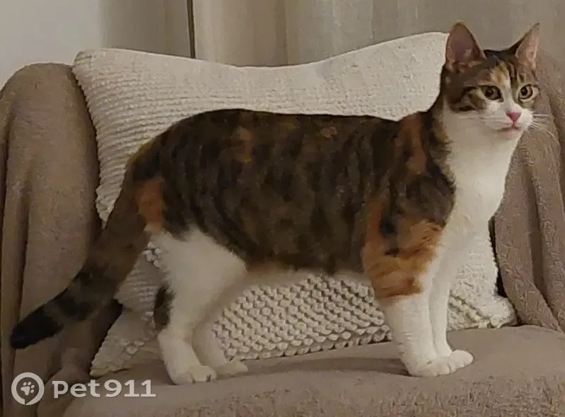 Chatte tigrée 1 an disparue le 28/07 au Havre - photo