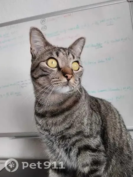 Chat tigré européen perdu à Lorient - photo