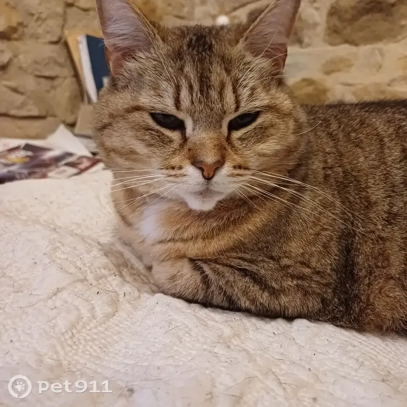 Chat perdu à l'aire des volcans d'Auvergne - photo