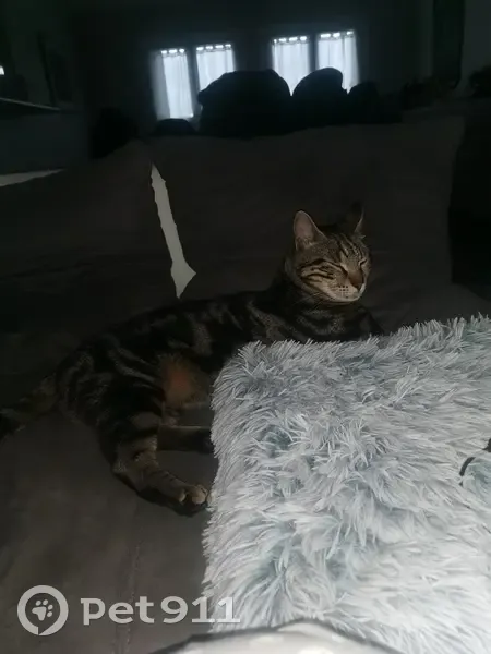 Chat tigré perdu à Aplemont, Le Havre - photo