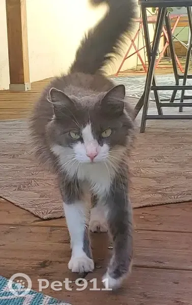 Chat gris et blanc trouvé à Eckbolsheim - photo