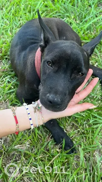 Chien trouvé à Kourou, cherche propriétaires - photo