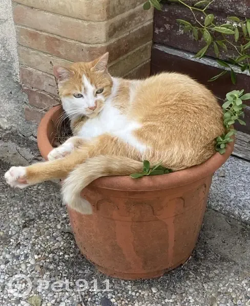Chatte blanche/rousse perdue à Roumens - photo