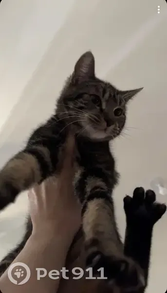 Chat tigré perdu, très sociable à Asnières - photo