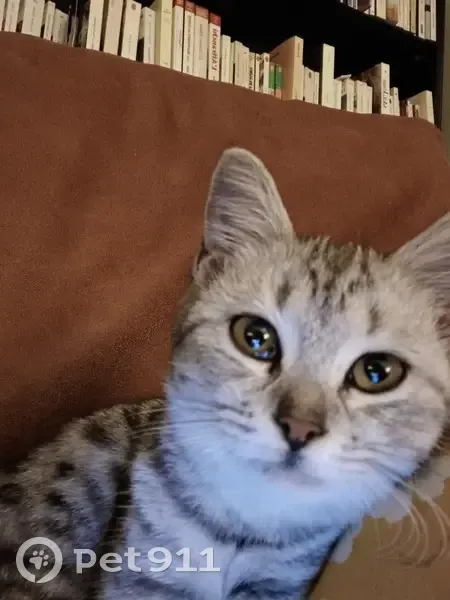 Chaton British Short Hair perdu à Saint-Denis - photo