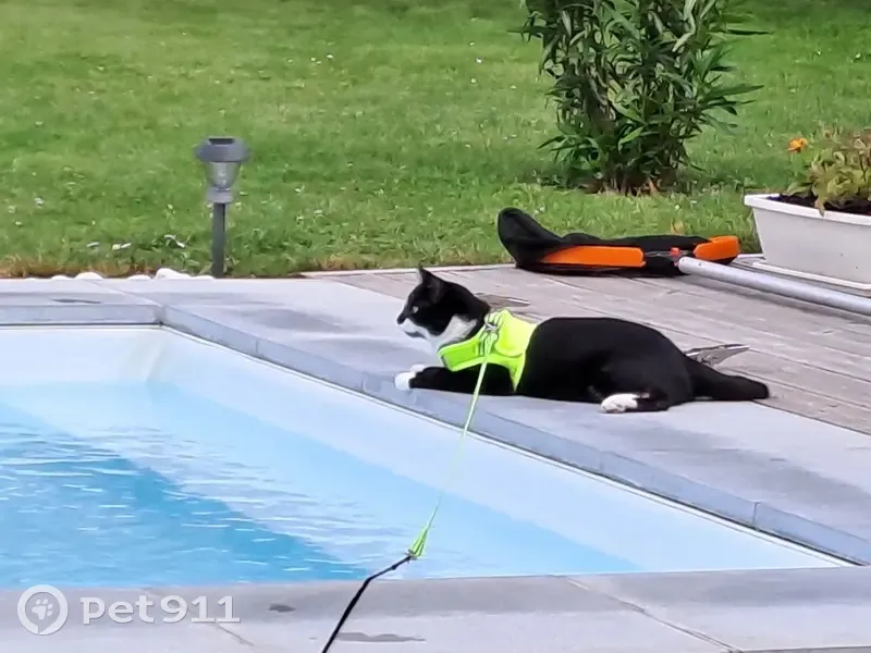 Chat noir et blanc disparu à Bellerive - photo
