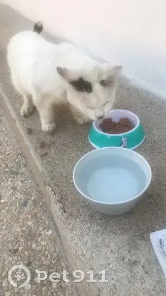 Chat trouvé à Saint-Denis-de-l'Hôtel - photo