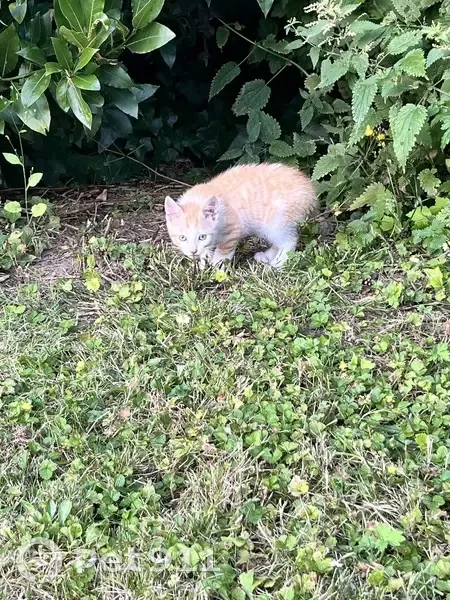 Chaton trouvé Rue Condorcet, Méricourt - photo