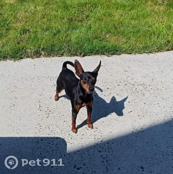 Chien Pinscher Nain noir feu perdu à Bruc - photo