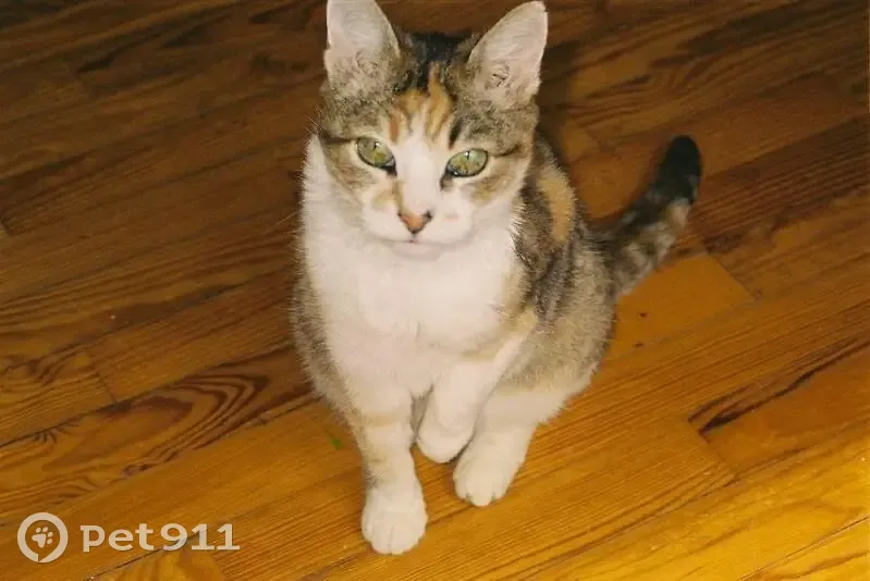 Chat Perdu à Brest : Tricolore 6 Ans - photo