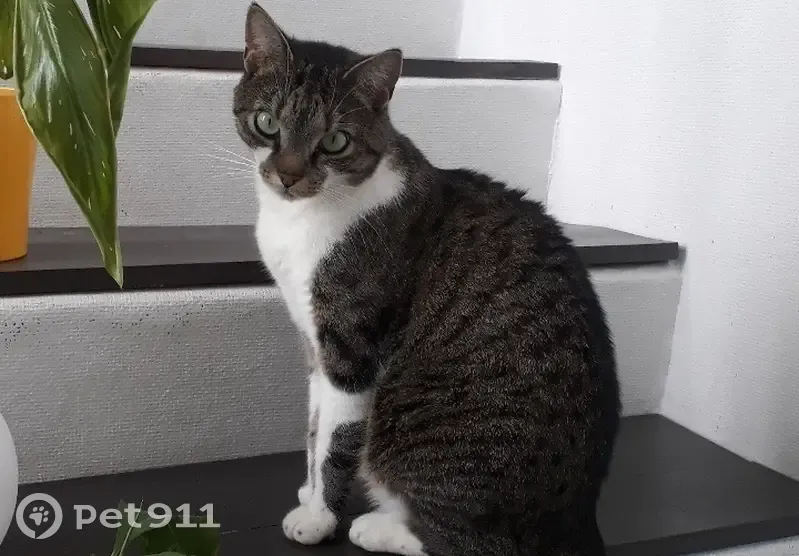 Chat tigré perdu, Rue du Blason, Villeneuve - photo