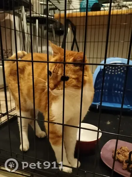 Chat roux et blanc trouvé à Schiltigheim - photo