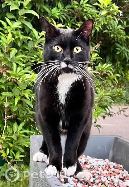 Chat peureux perdu à Margencel - photo