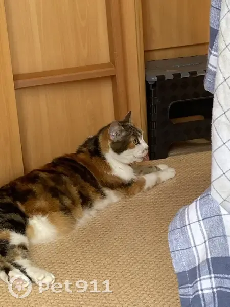 Chatte tricolore âgée perdue à Montréjeau - photo