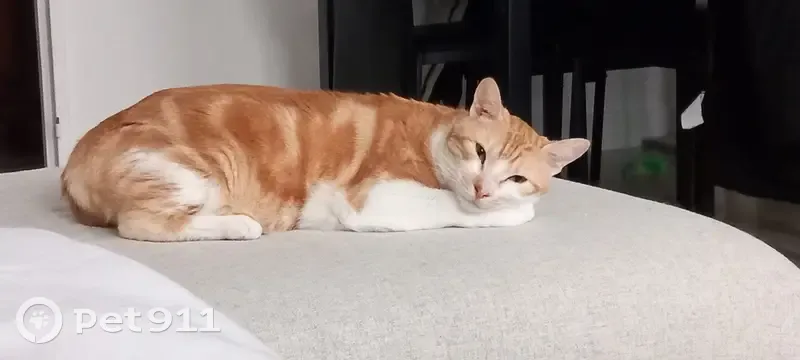 Chat blanc et roux perdu à Corbeil-Essonnes - photo