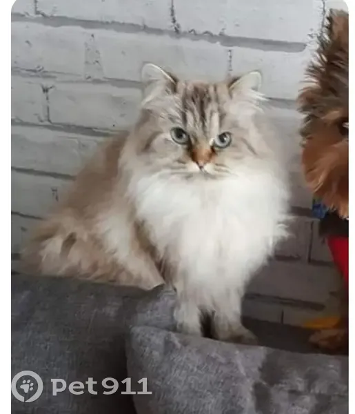 Chatte persane 7 ans disparue, Noisette, Route Mézidon - photo