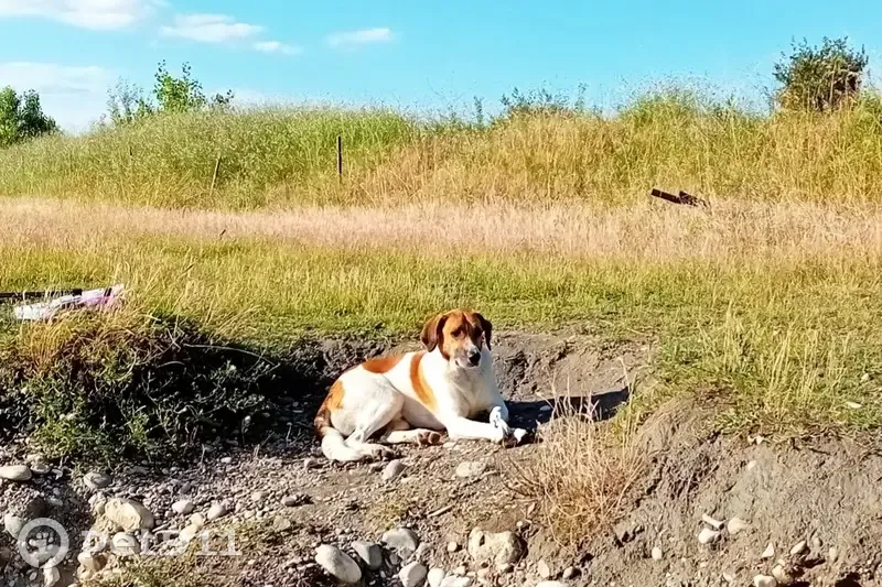 Chien disparu: MILO et ZOUKA à Aunac-sur-Charente - photo