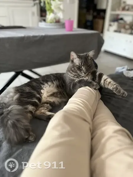 Chat mâle gris perdu à Châteauneuf-les-Martigues - photo