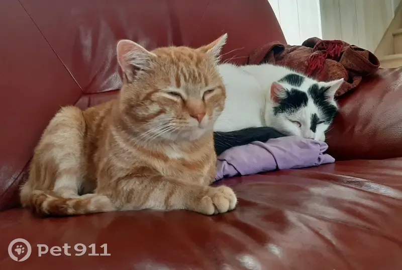 Chat européen roux tigré perdu à Roubaix - photo