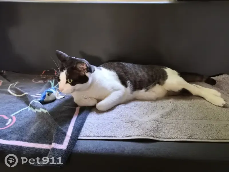 Chatte noire et blanche disparue à Coly-Saint-Amand - photo