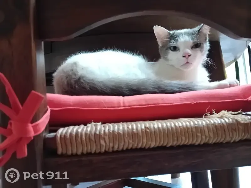 Chat mâle Plume disparu à Artigues - photo