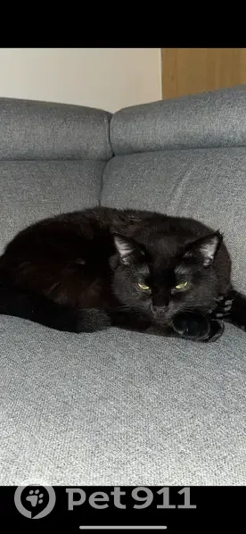 Chat mâle 1 an disparu à Lyon, Rue Trouilhet - photo