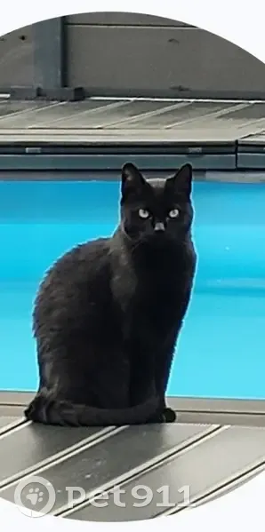 Chatte noire peureuse perdue à Saint-Étienne - photo