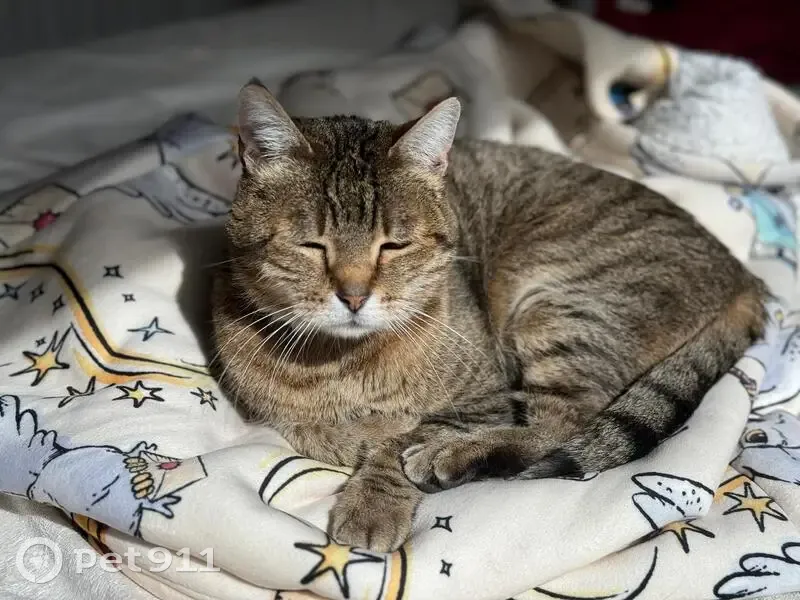 Chat mâle tigré 12 ans perdu à Avrillé - photo