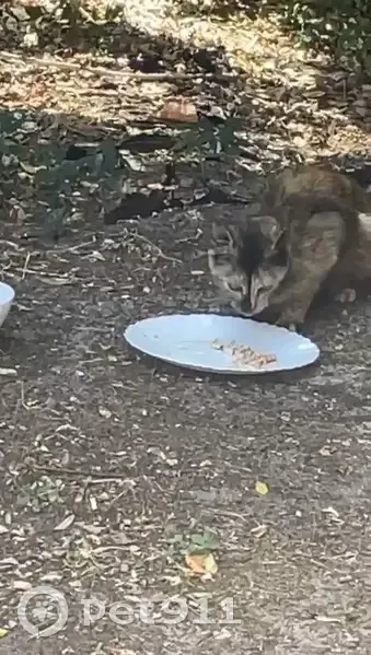 Chatte écaille et chaton noir trouvés à Mimizan - photo
