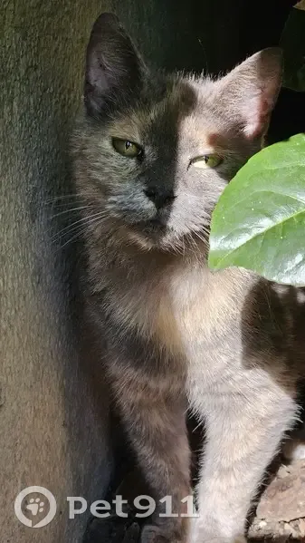 Chatte écaille de tortue trouvée à Épinal - photo
