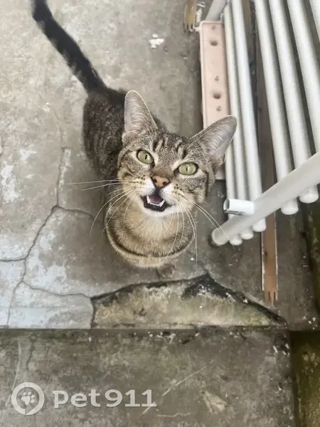 Chat tigré castré perdu à Montsûrs - photo