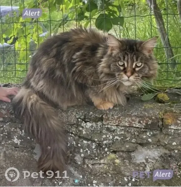 Chatte Maine Coon marron perdue à Pulligny - photo