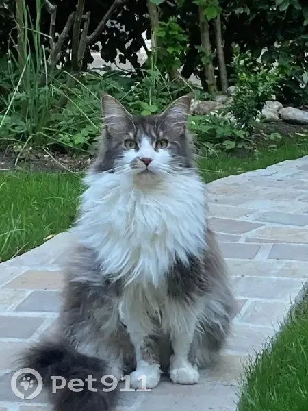 Chatte Maine Coon grise perdue à Maisons-Laffitte - photo
