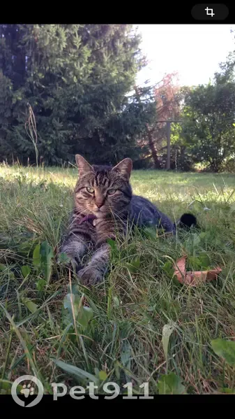 Chat mâle tigré perdu à Trévenans - photo
