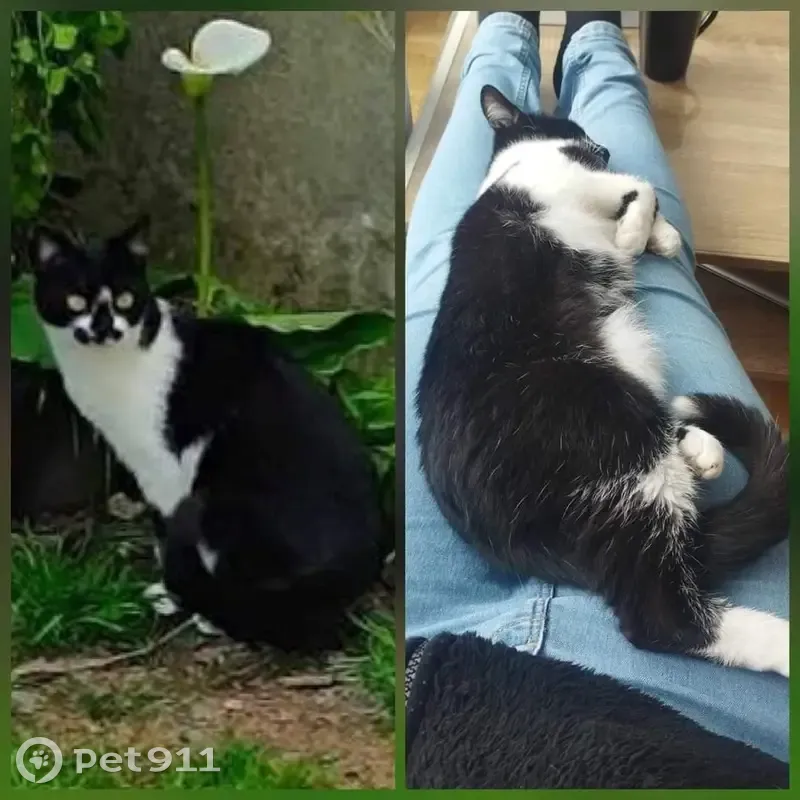 Chatte 2 ans perdue Rue des Dardanelles, Brest - photo