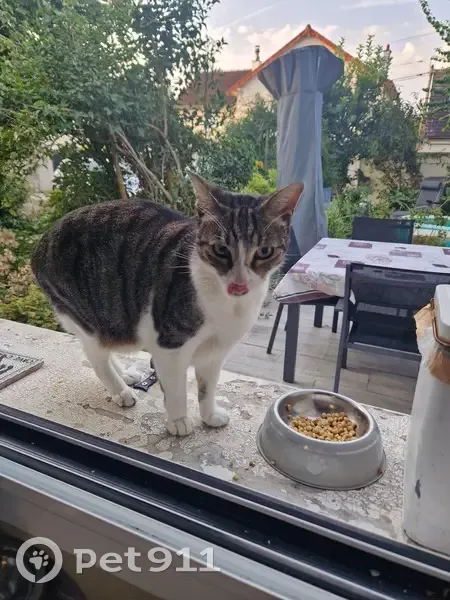 Chat trouvé cherchant propriétaire - photo