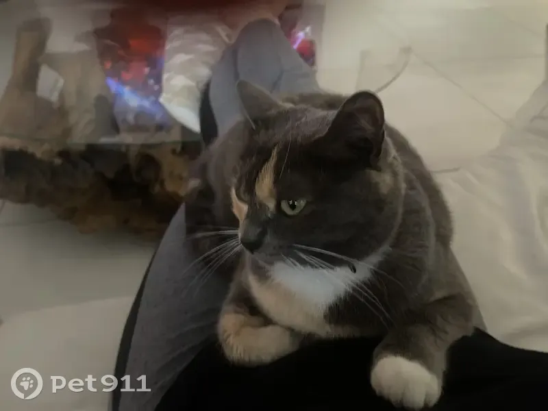 Chat écaille de tortue perdu à Guilers - photo