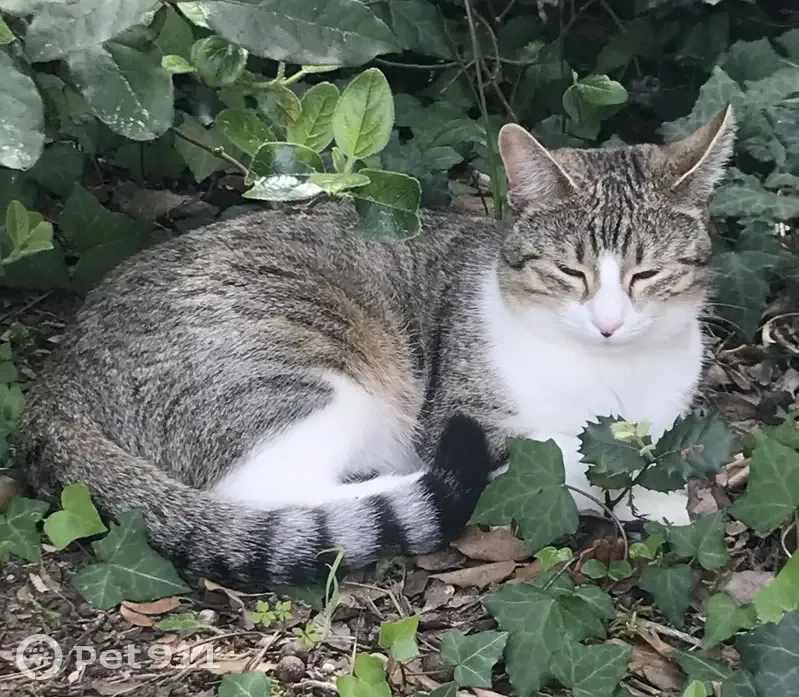 Chatte tigrée grise et blanche perdue à Loiré - photo