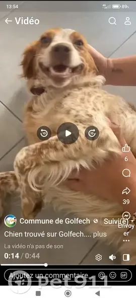 Chien trouvé ce matin à Golfech, non identifié - photo