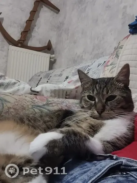 Chat mâle tigré disparu à Vouneuil-sous-Biard - photo
