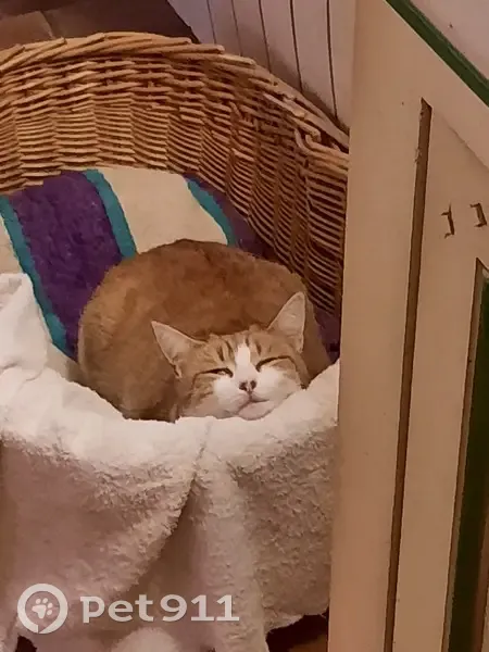 Chatte blanche-rousse perdue à Domagné - photo