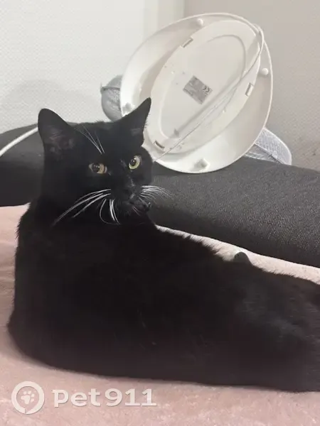 Chat noir perdu, urgent, Place des Phalempins - photo