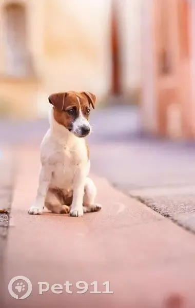 Chien perdu: Petite jack russell à Courthézon - photo