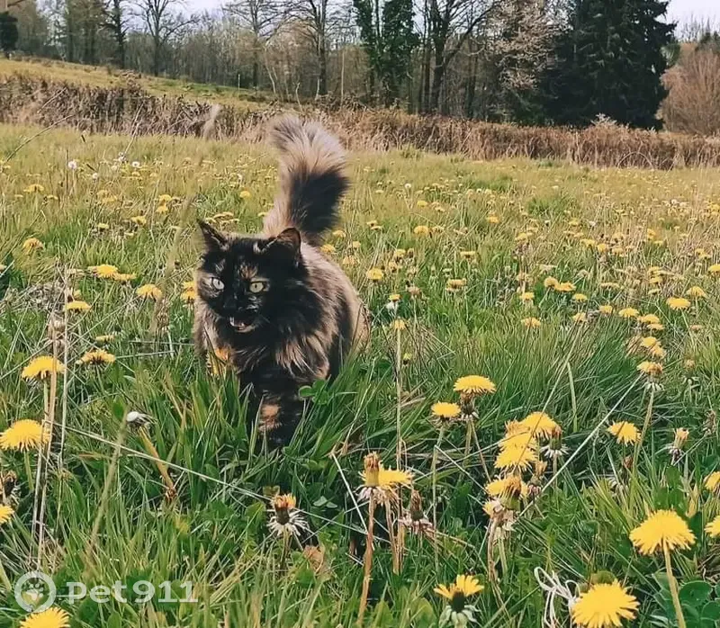 Chatte noire et crème disparue à Cuzion - photo