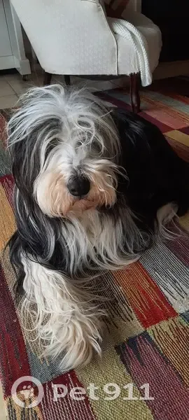 Chienne Bearded Collie RUMBA disparue - photo