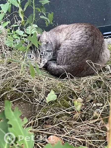 Chat gris tigré trouvé, peureux, Rue Ravel - photo