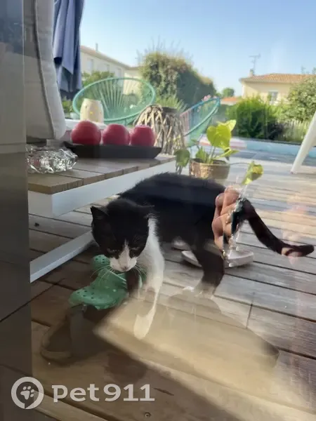 Petit chat noir et blanc trouvé à Eysines - photo