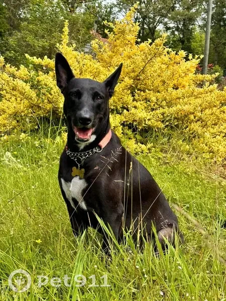 Chienne noire croisée perdue à Ervauville - photo